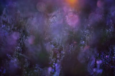 Close-up of purple flowering plants