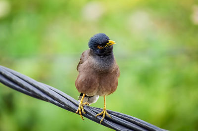 Close-up of bird perching on railing