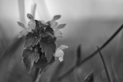 Close-up of wilted flowering plant