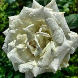 Close-up of water drops on rose blooming outdoors