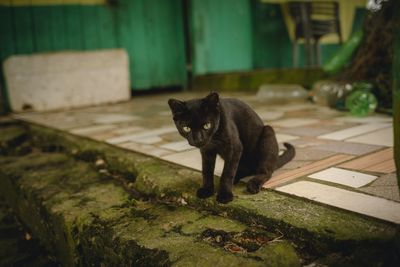 Portrait of cat sitting outdoors