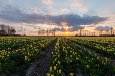 Scenic view of field against sky during sunset