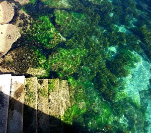 High angle view of plants and rocks in sea