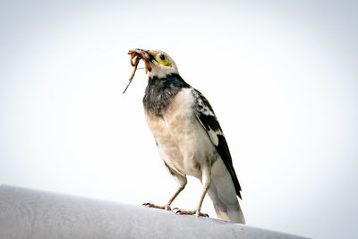 Close-up of a bird