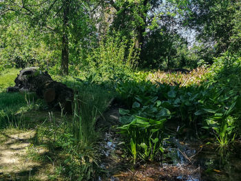 View of a forest