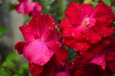 Close-up of wet red flowering plant