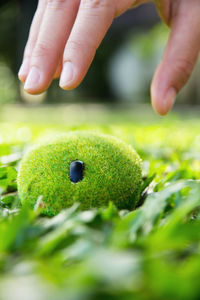 Close-up of hand holding grass