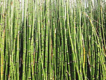 Full frame shot of bamboo trees