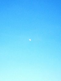 Close-up of bird flying against clear blue sky