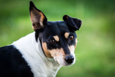 Portrait of jack russell terrier
