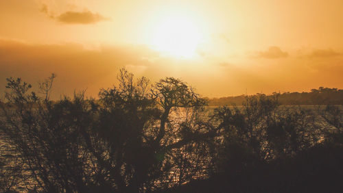 Silhouette trees against sky during sunset