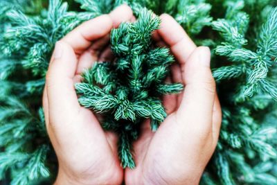 Close-up of hand holding christmas tree