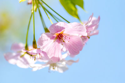 Close-up of pink cherry blossoms against sky