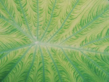 Full frame shot of white background