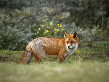 Portrait of cat standing on land