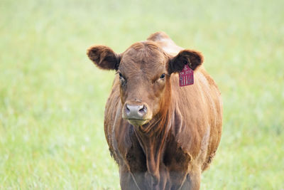 Portrait of cow on field