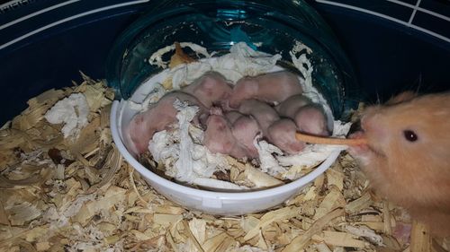 Midsection of man in bowl