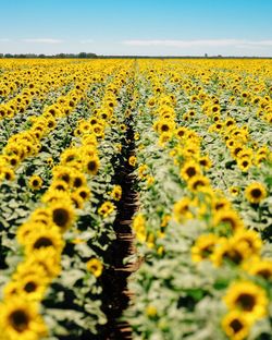 Sunflowers growing in field