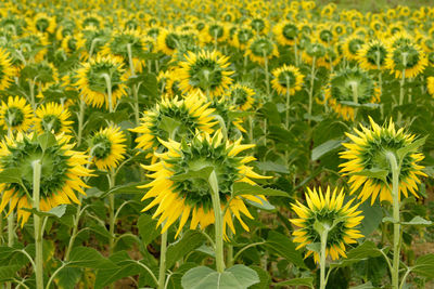 Close-up of sunflower field