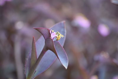 Close-up of butterfly pollinating on flower