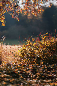 Close-up of autumnal leaves on tree