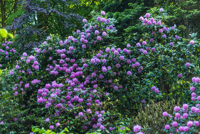 Purple flowers blooming outdoors