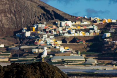 Seagull on the coast of gáldar, gran canaria.