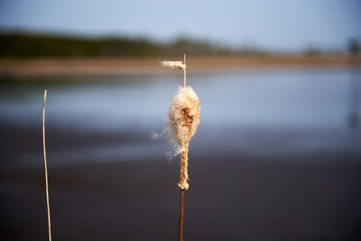 Close-up of plant in water