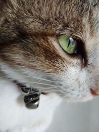 Close-up of a cat looking away