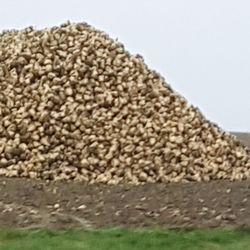 Close-up of bananas on field