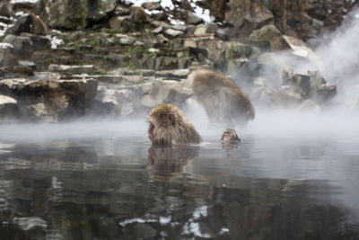 Snow monkeys in hot spring water, japan