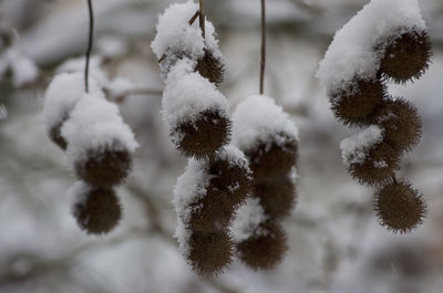 Close-up of frozen plants during winter