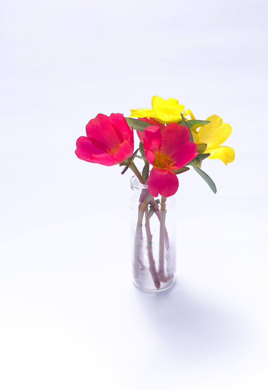 CLOSE-UP OF ROSE PLANT IN VASE