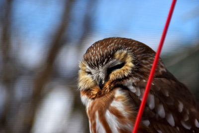 Close-up of bird