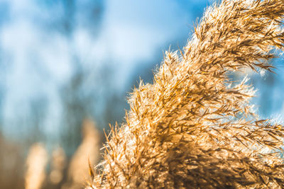 Close-up of grass against sky