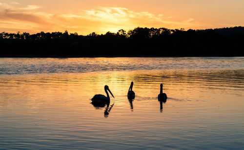 Bird flying over lake