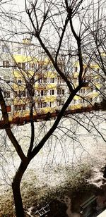 Bare tree by lake against buildings