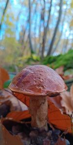 fungus