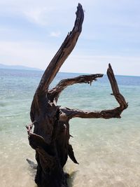 Driftwood on beach against sky