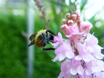 Close-up of bee pollinating on pink flower