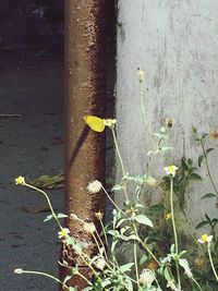 Close-up of plant