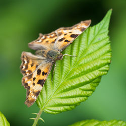 Close-up of butterfly on leaf