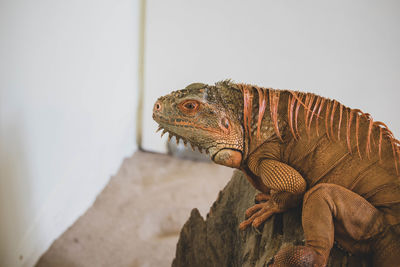 Close-up of a lizard on wall