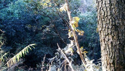 Low angle view of plants against trees