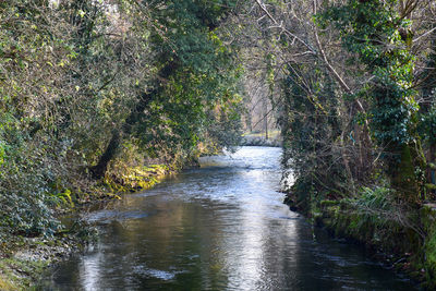 Scenic view of river amidst trees in forest