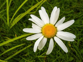 Close-up of white daisy flower on field