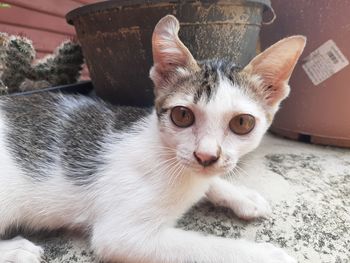 Close-up portrait of kitten