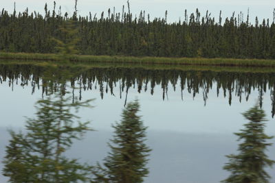 Reflection of trees in lake against sky