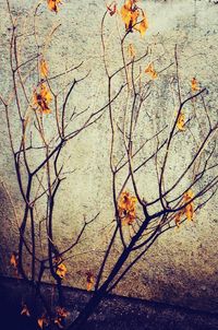 Close-up of autumnal leaves