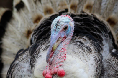 Close-up of a turkey